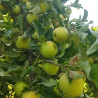 فروش باغ سی سخت