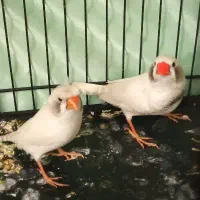 فنچ لپ سیاه