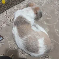 سگ شیتزو نر ۱ساله واگذاری