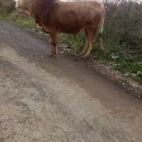 گاوورزا|حیوانات مزرعه|شفت, |دیوار