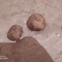 فروش‌سیب‌‌زمینی‌اسپریت‌خوراکی