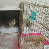 جفت عروس مولد