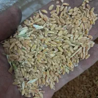 گندم دیمه