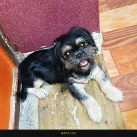 واگذاری توله شیتزو|سگ|میناب, |دیوار