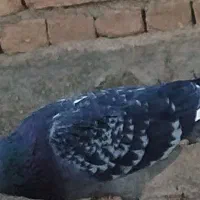 کبوتر پیدا شده