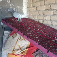 کفتر یا کبوتر پلاکی