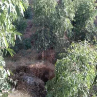 چهارصد اصله درخت اکالیپتوس سه ساله قطره‌ای پنج متر