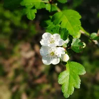 نیروی خدماتی در اختیار شما