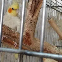 مرغ عروس فروشی|پرنده|کاشان, فاز ۱ ناجی آباد|دیوار