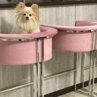 صندلی اپن یونیک|میز و صندلی غذاخوری|ارومیه, |دیوار