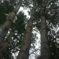 چوب در باغات