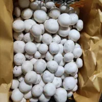 فروش قارچ سوپر زیر قیمت تابلو