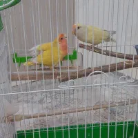 طوطی برزیلی|پرنده|رباط‌کریم, الارد|دیوار