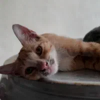 واگذاری بچه گربه رایگان|گربه|رشت, بازار|دیوار