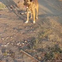 سگ پژدر|سگ|اهواز, زردشت|دیوار