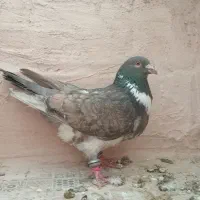 کبوتر صید|پرنده|اسفراین, |دیوار