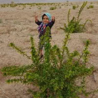 نهال گل محمدی