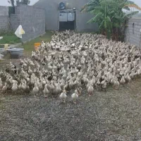 اردک ۱۵روز قیمت مناسب برای مصرف کننده