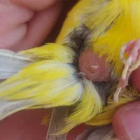 قناری زیتونی رنگ روشن آماده آماده پسه کوزه ای|پرنده|شیراز, شهرک قمشه|دیوار