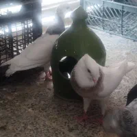 کبوتر