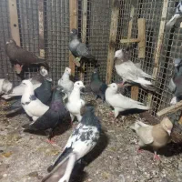 کبوتر کفتر