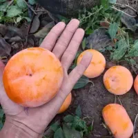 خرمالو پیوندی صد در صد طبیعی و ارگانیک|خوردنی و آشامیدنی|بندر انزلی, نوروزی|دیوار