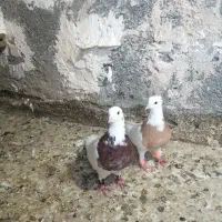 نرو ماده طوقی|پرنده|مشهد, شهید معقول|دیوار