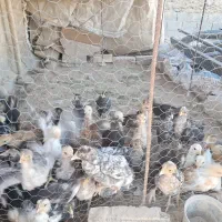 جوجه خزک|حیوانات مزرعه|قرقری, |دیوار