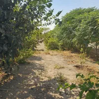 زمین باغی|فروش زمین و ملک کلنگی|باقرشهر, |دیوار