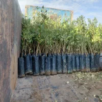 نهالستان پسته ادوی