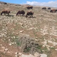 دوراس میش با بره