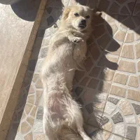 سگ ماده