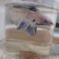 ماهی فایتر، گوپی و غذا|ماهی|تهران, تهرانسر شرقی|دیوار