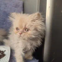 پرشین ماده|گربه|تهران, آهنگ|دیوار