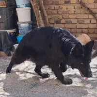 ژرمن شولاین بلک