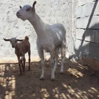 نری جوان|حیوانات مزرعه|تخت, |دیوار