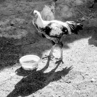 خروس‌لاری‌‌