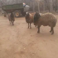 گوسفند قربانی