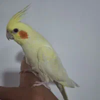 عروس هلندی اهلی