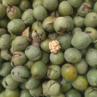 فروش گردو