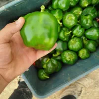 فلفل دلمه ای|خوردنی و آشامیدنی|چیتاب, |دیوار