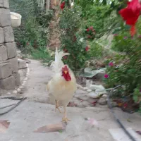 مرغ و خروس محلی