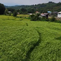 زمین به متراژ ۲۷۳ متر - دو طرف ویلاسازی شده|فروش زمین و ملک کلنگی|اطاقور, |دیوار