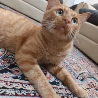 گربه نر نارنجی زیبا