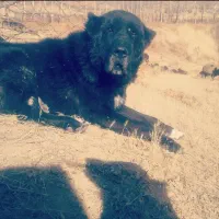 سگ فروشی ۷ سال