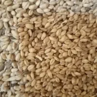 گندم بذری پیشگام|گل و گیاه طبیعی|قوچان, |دیوار