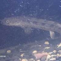 ماهی آکواریومی پلی اندی چری و نایف|ماهی|بندر انزلی, آذربایجان|دیوار