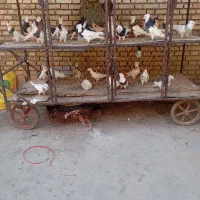 کبوتر