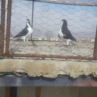 خوشرنگ سیاه نروماده|پرنده|لنجان, |دیوار