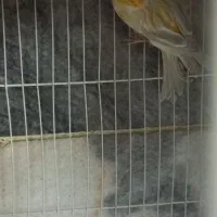 قناری|پرنده|مشهد, طلاب|دیوار